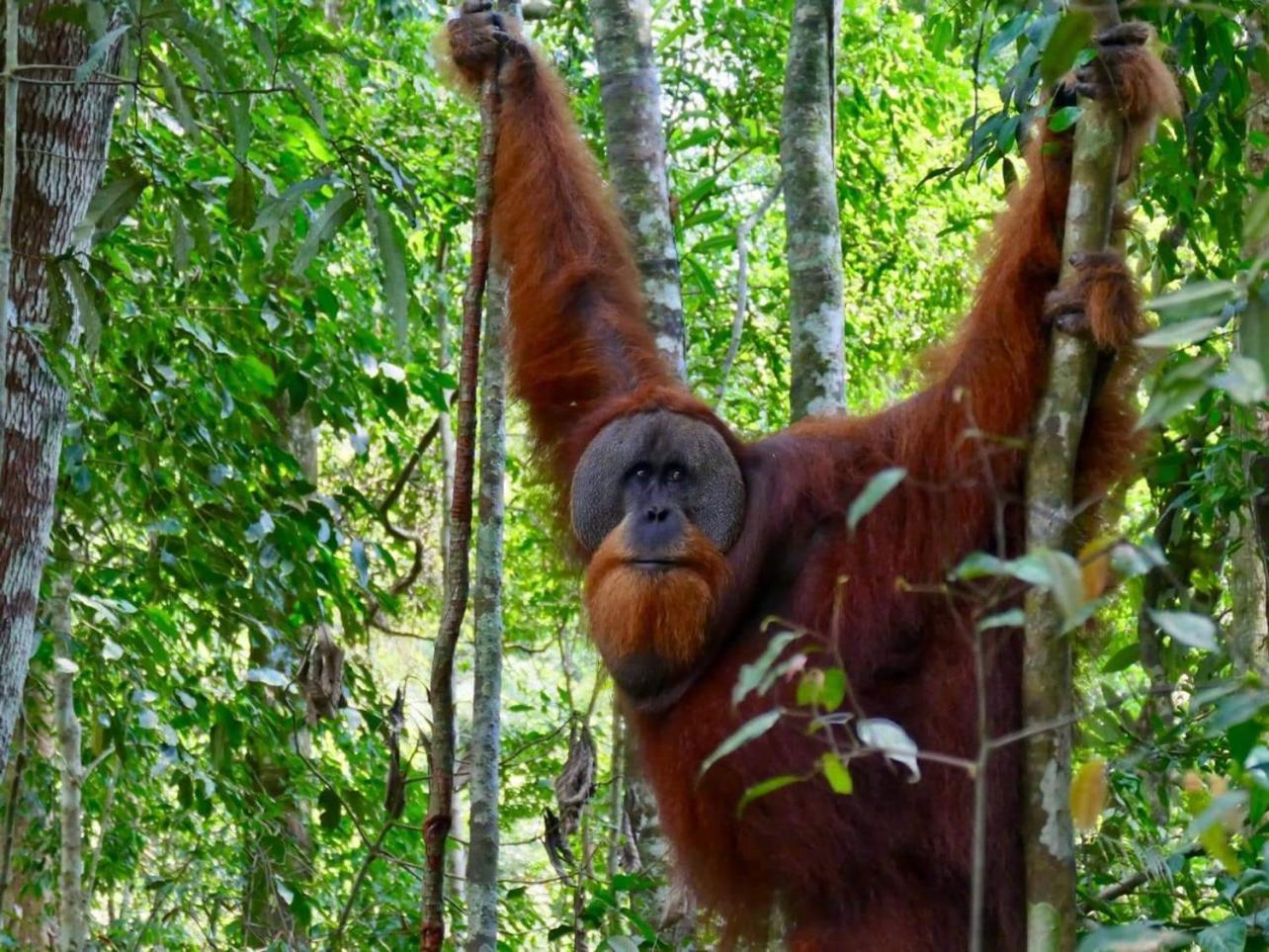 Gino'S Place - Guest House & Jungle Trekking Bukit Lawang Exterior foto