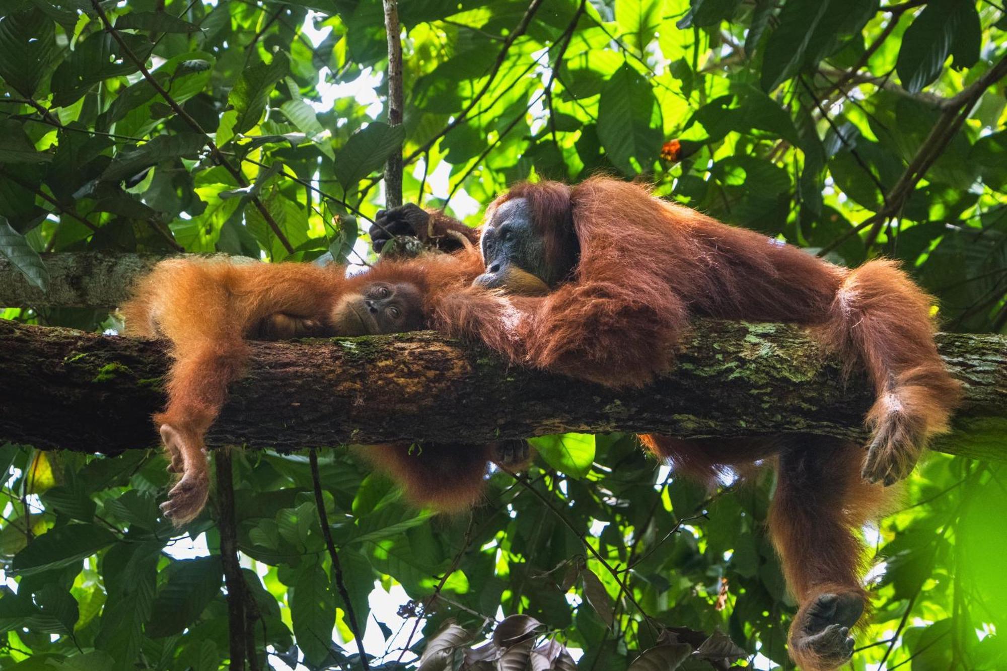 Gino'S Place - Guest House & Jungle Trekking Bukit Lawang Exterior foto