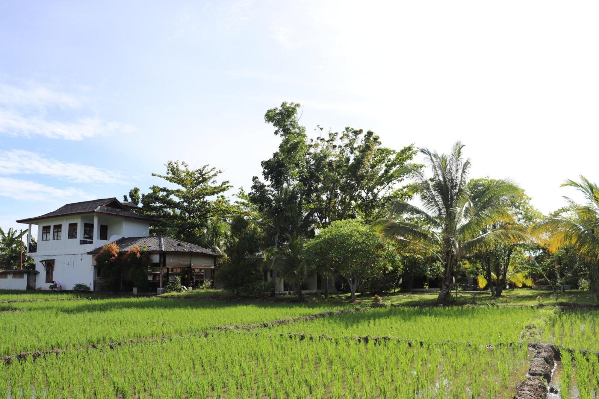 Gino'S Place - Guest House & Jungle Trekking Bukit Lawang Exterior foto